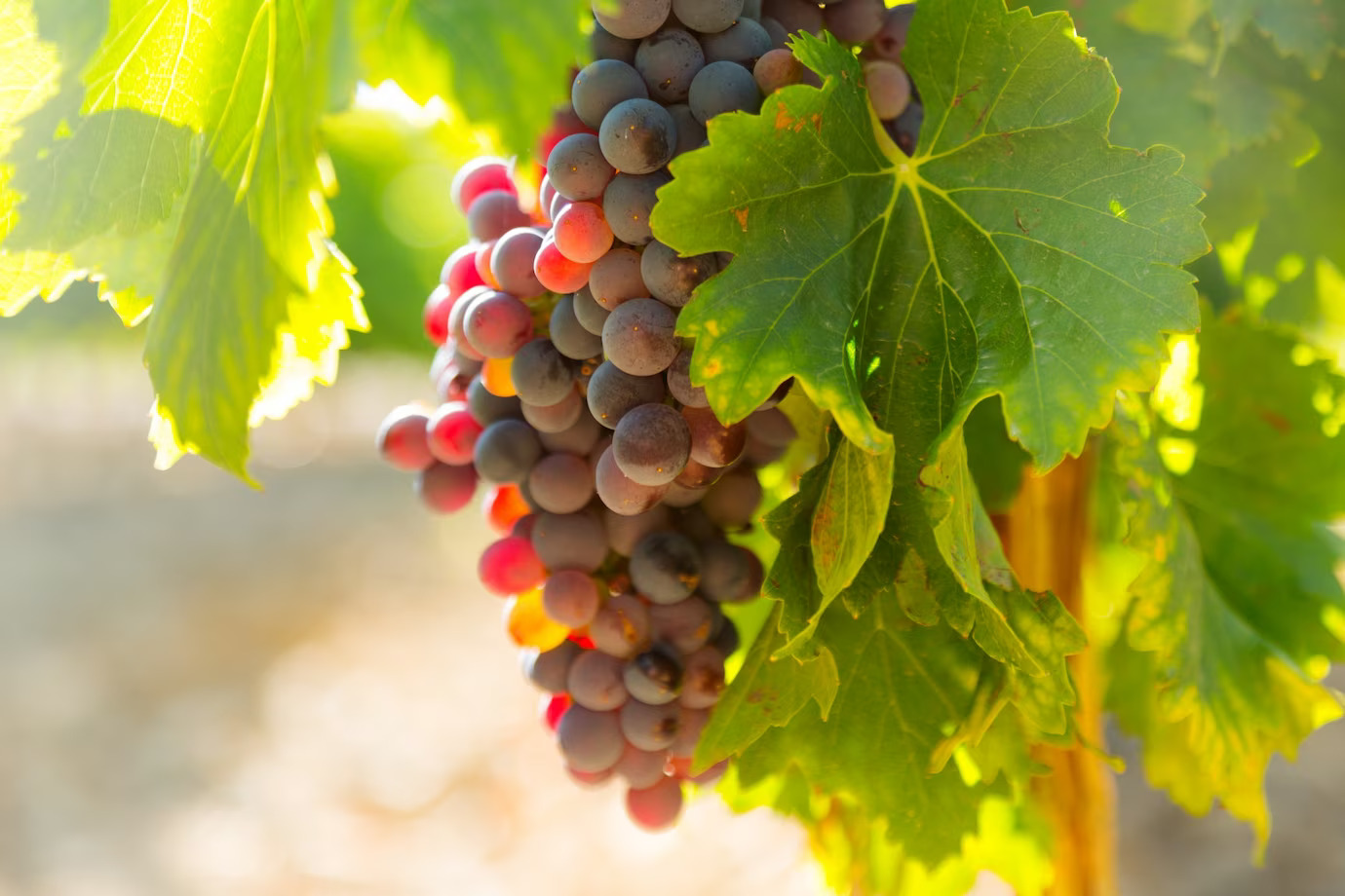 Certificação garante pureza do suco de uva